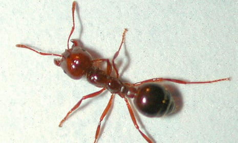 A red fire ant found in Brisbane