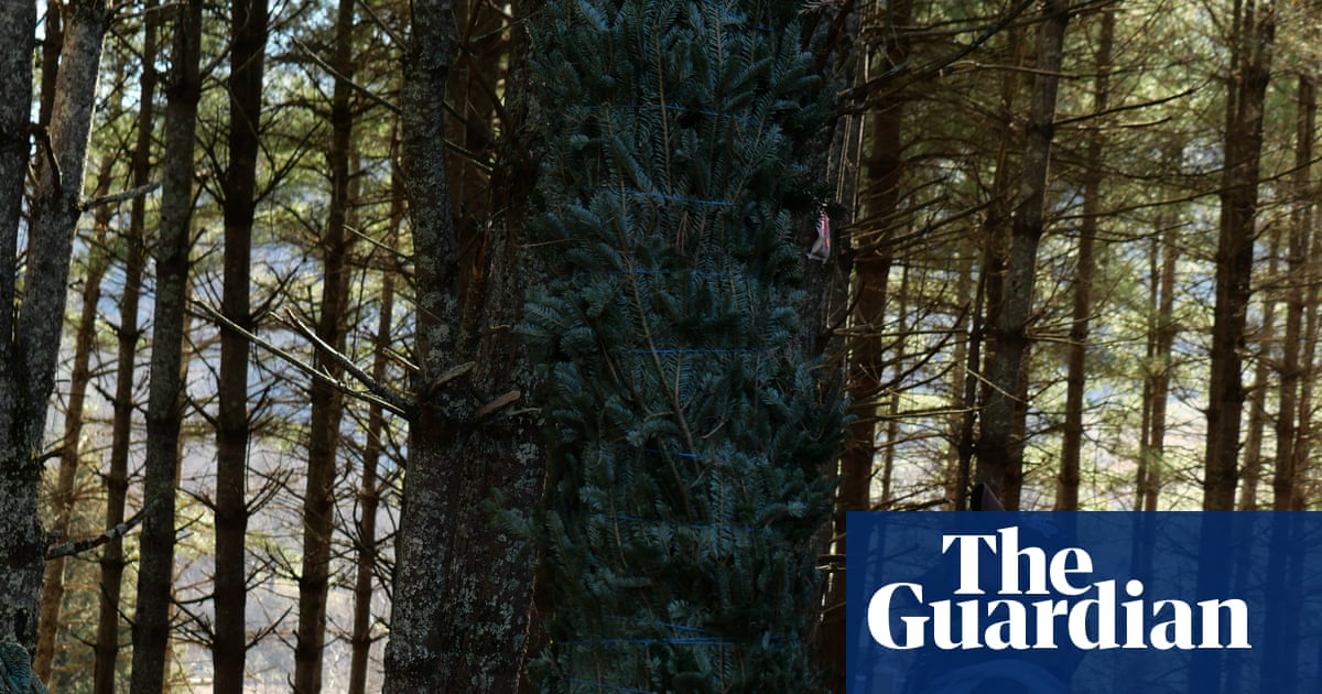 These immigrants grow the US’s Christmas trees. Trump’s wage cuts may keep them away