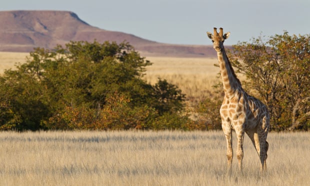 Giraffes are common in the Etosha national park.