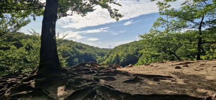 A view over the forested Söderåsen national park with a tree in the foreground.