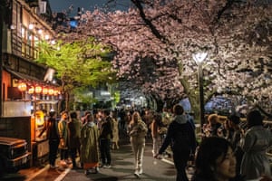 People walk underneath blooming cherry blossoms along the Meguro River in Tokyo