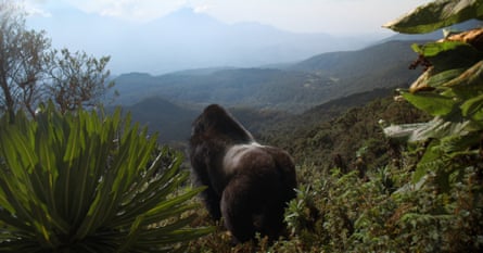 Told by David Attenborough.