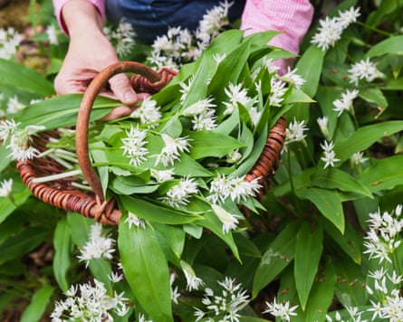A wicker basket of wild garlic