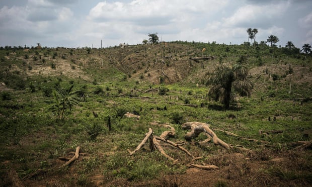Deforestation due to land clearing for palm oil production