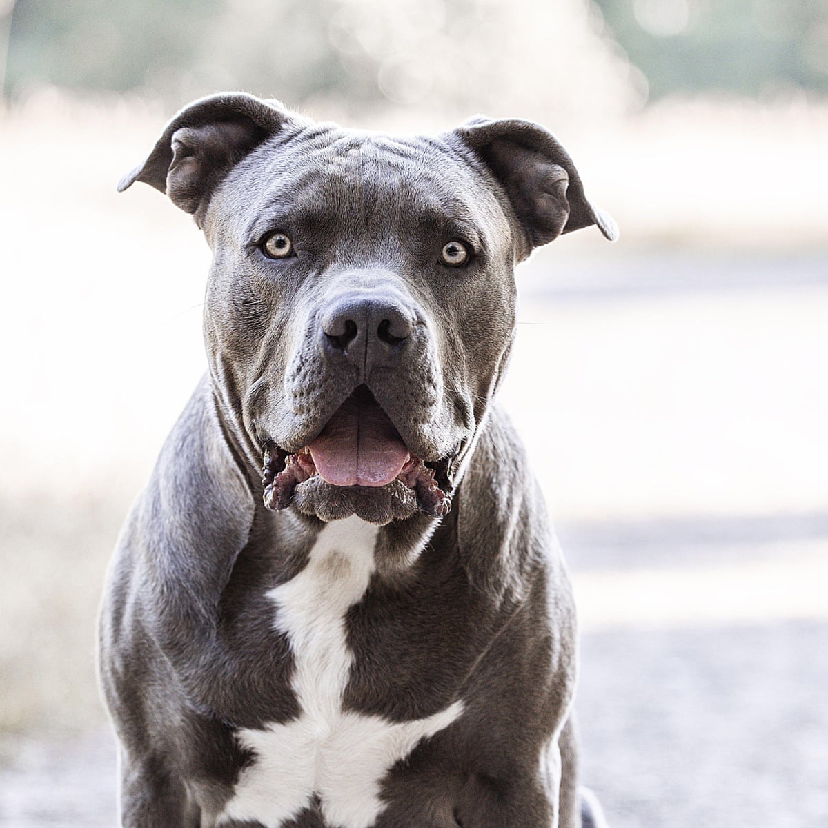 UK owners of existing American XL bully dogs face new rules but no