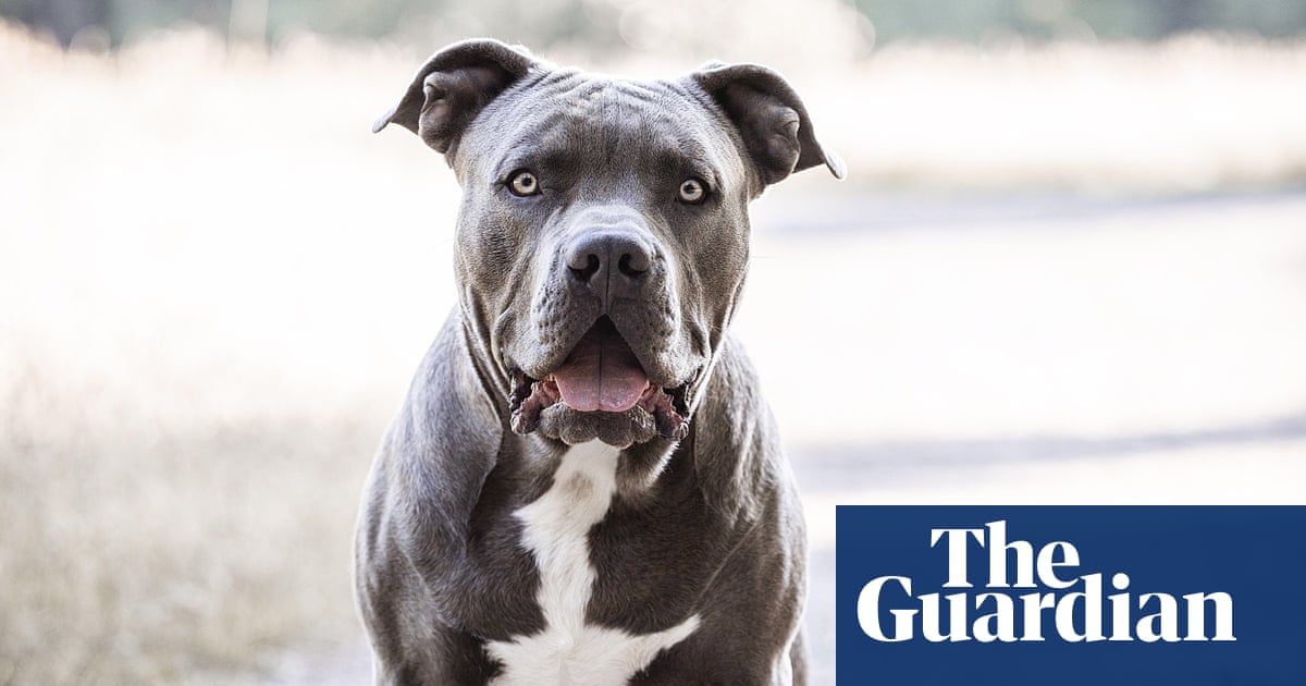 UK owners of existing American XL bully dogs face new rules but no cull
