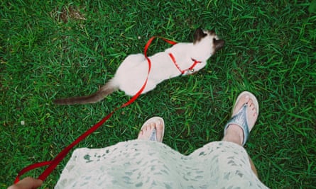 Should You Take Your Cat Out On A Lead Cats The Guardian