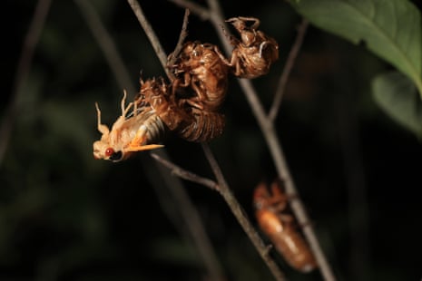 cicadas on a stick