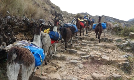 Our llamas ascending an Inca Road staircase