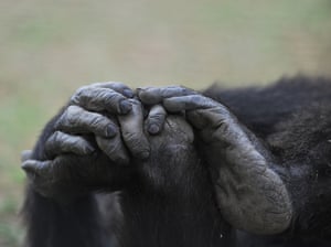 The feet and hands of a rescued chimpanzee in an enclosure at the Sweetwater sanctuary, Kenya’s only great-ape sanctuary, near Nanyuki in Laikipia county.