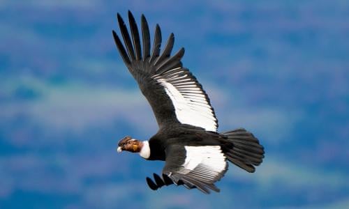 Andean condor can fly for 100 miles without flapping wings | Birds | The  Guardian