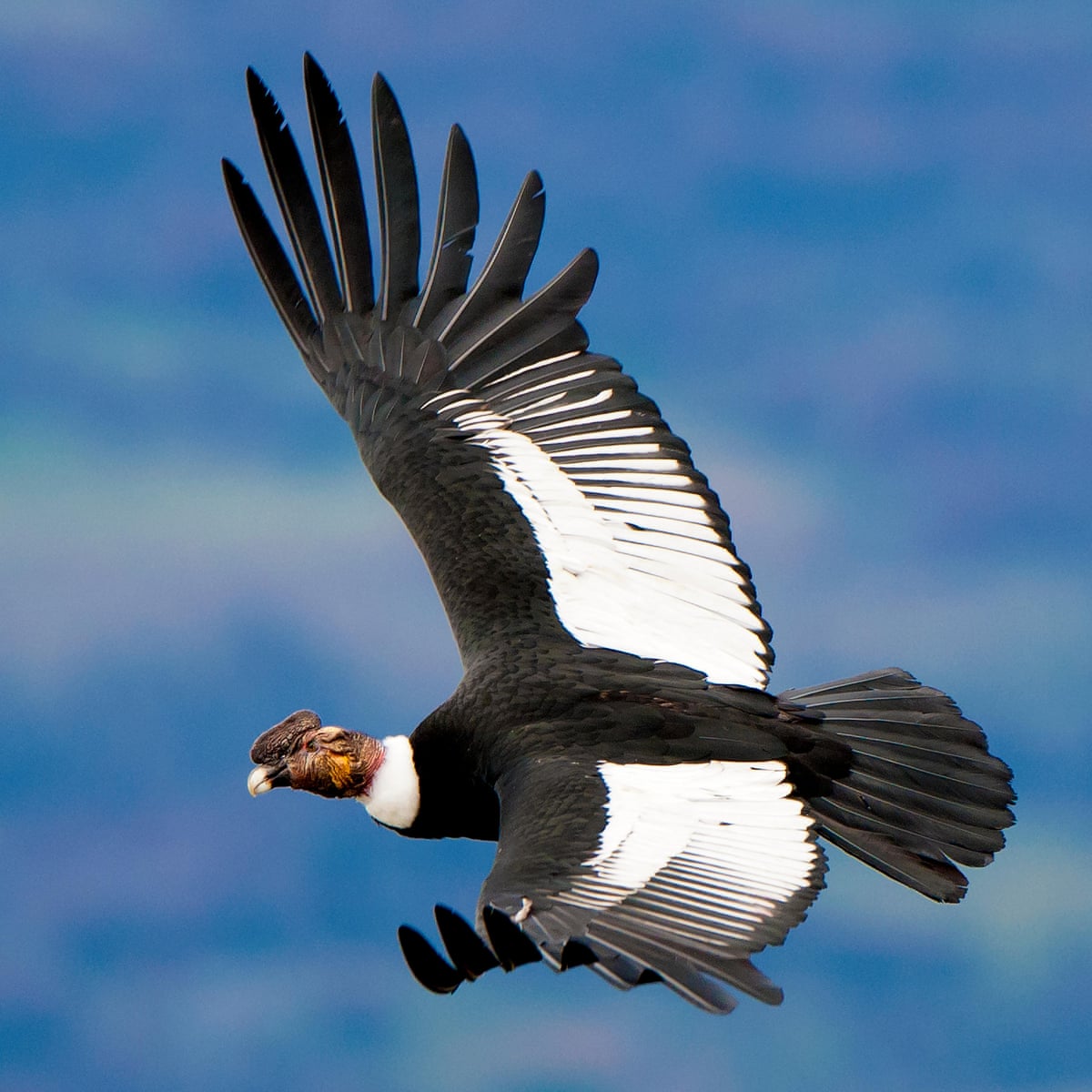 The Battle of the Condors: Andean Vs California  