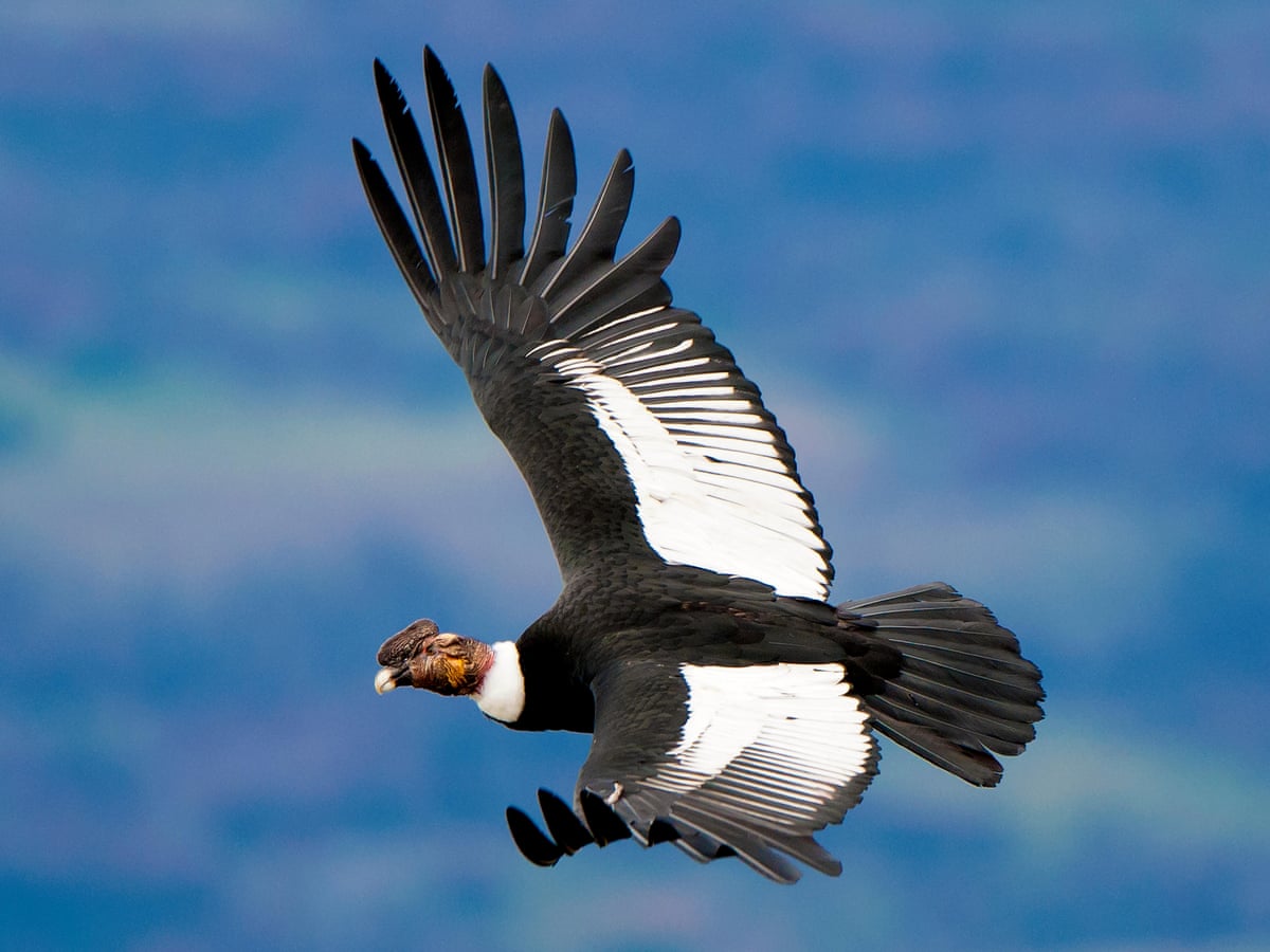 Andean Condor Can Fly For 100 Miles Without Flapping Wings Environment The Guardian