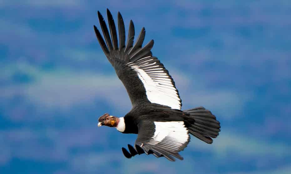 The Andean condor’s skill at soaring is crucial for its scavenger lifestyle. 