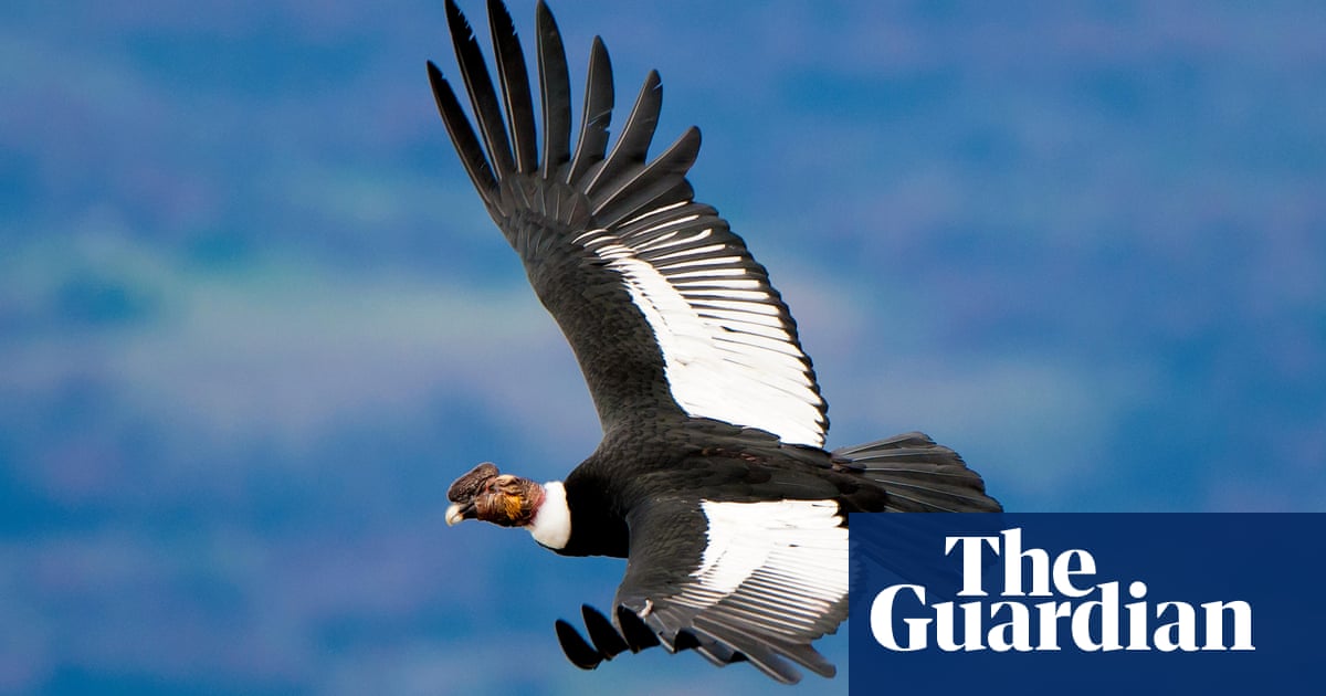 What links condor, hands, monkey, spider and whale? The Saturday quiz