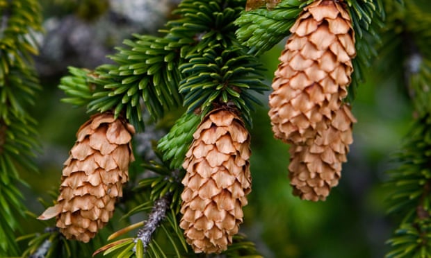 Sitka Spruce (Picea sitchensis) cones.