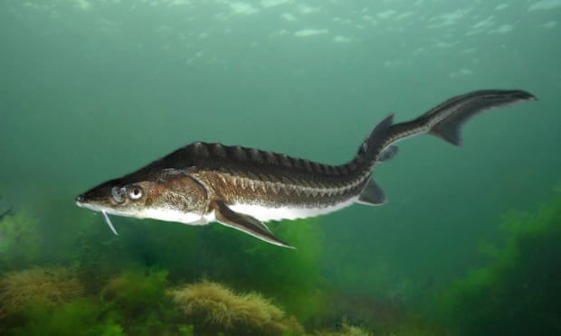 A european sturgeon, acipenser sturio. In the past decade around 1.6 million of the fish have been reared and released