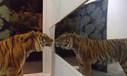 A tiger observes its own reflection in the 2014 documentary film, Ming of Harlem: Twenty One Storeys in the Air