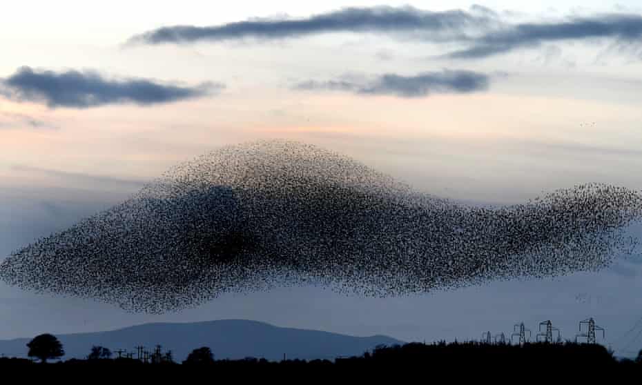 Murmurations … starlings on the Scottish borders.