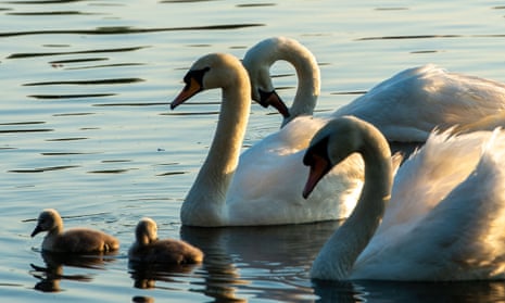 A family of mute swans and cygnets on the River Thames in Windsor, Berkshire