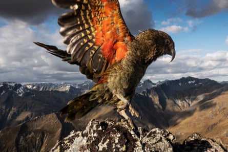 The endangered kea with wings spread in New Zealand