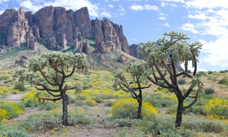The Sonoran desert near Phoenix, Arizona. Mohave County leaders have signed letters urging Trump to rescind national monument status for this and other parks.