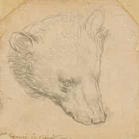 Head of a خرس توسط لئوناردو داوینچی.