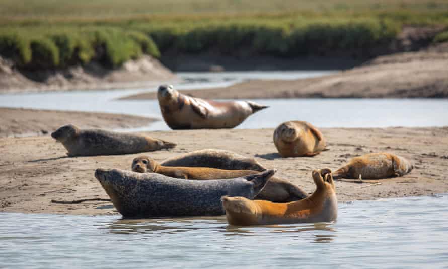 Seals slumber on sandbanks.