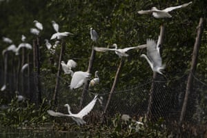 Egrets fly near the garbage protection fence installed in the Camorim lagoon mangrove in Rio de Janeiro, Brazil.