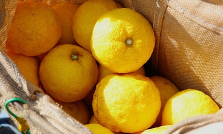 A bag of yuzu fruit