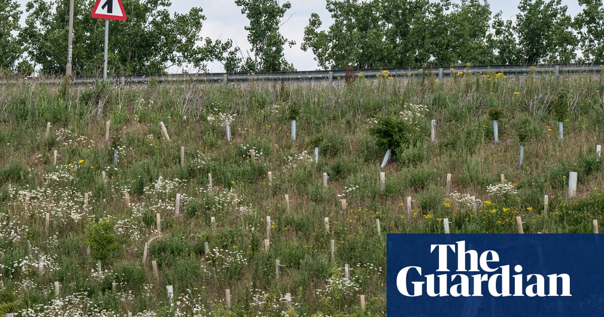 How a 1.5bn wildlife-boosting' bypass became an environmental disaster