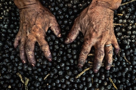 Woman’s hands plunged into dark fruit and stained with its juice