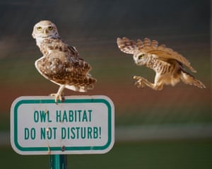 Uma coruja pousou no topo de uma placa dizendo 'Habitat da coruja – não perturbe', enquanto outra coruja voa para pousar ao lado