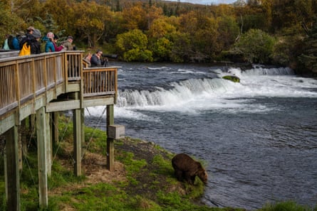 Visitors watch a bear from viewing platforms at Brooks Falls in Bristol Bay, Alaska.