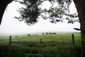Cows graze in West Marin. ‘It’s a really unique location,’ Conley says.