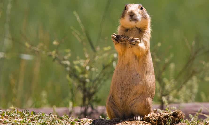 A prairie dog