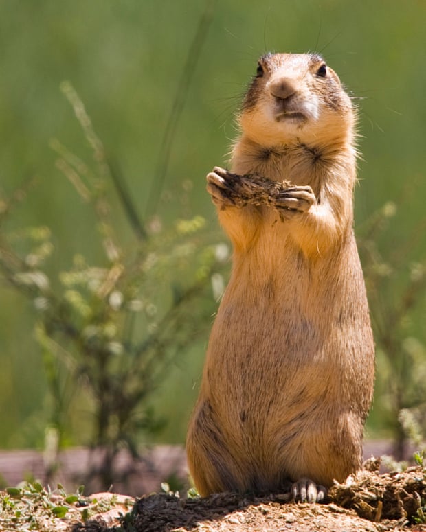 A Utah prairie dog stands on its hind legs in the grass.