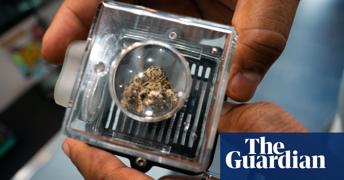 Medical cannabis shows potential to fight cancer, largest-ever study finds