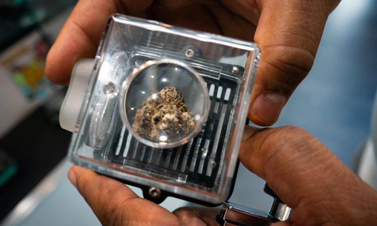 Medical cannabis shows potential to fight cancer, largest-ever study finds | US healthcare | The Guardian