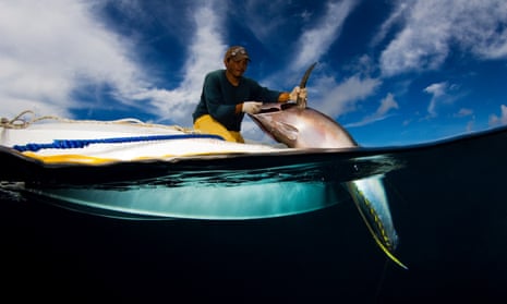 A Bajau fisher lands yellowfin tuna on a fish aggregating device off Mabul Island, Sabah, Malaysia.
