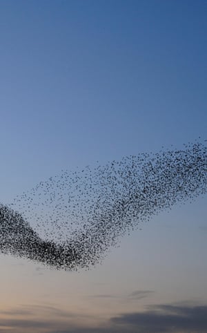 Sherwood, Snowdonia and the Solent: seven great UK escapes to make now | Beautifully British escapes 9 Starling, Sturnus vulgaris, murmuration at RSPB Minsmere