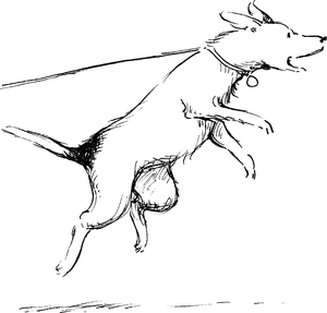 One Dog And His Boy