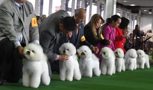Bichon frises gather in the judging ring during the daytime session in the breed judging across the hound, toy, non-sporting and herding groups