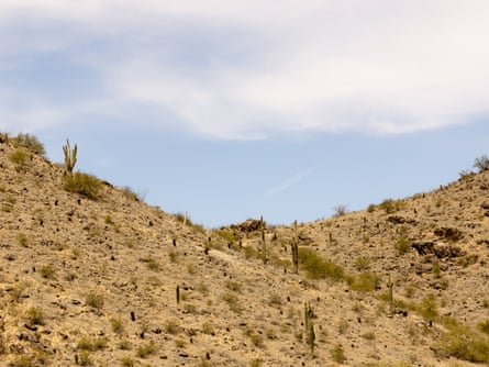 Saguaros in the landscape at South Mountain Preserve in Phoenix.