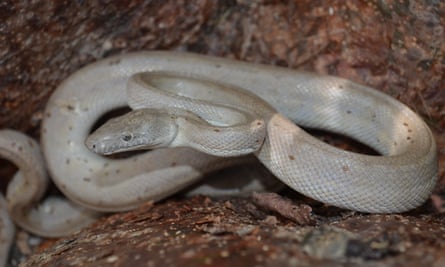 New Species of Silver Snake Is Extremely Endangered