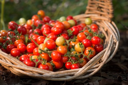 Australian cherry tomatoes in a basket