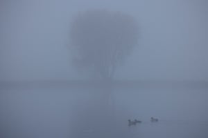 Ducks rest on a pond in the fog on Bromley Common, south-east London.