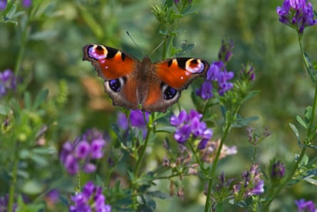 A butterfly in a flowering meadow