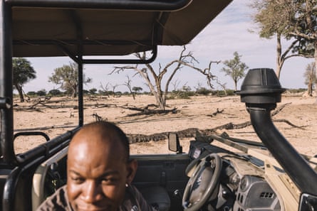 A grande divisão dos elefantes em África: os países enfrentam demasiados elefantes – ou poucos