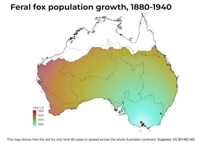 This map shows how the red fox only took 60 years to spread across the whole Australian continent.